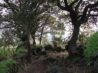 cantara gurne23122011 112